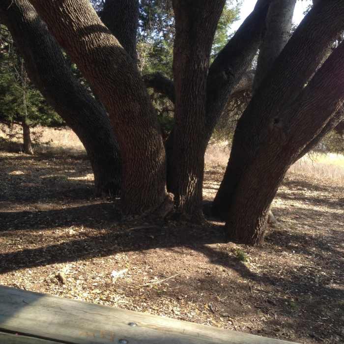 Near South Overlook Trail