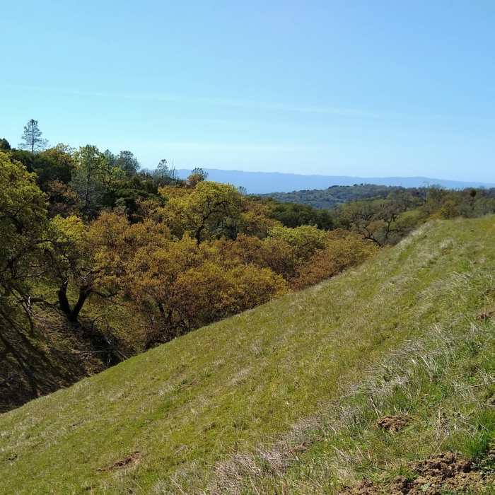 Near Manzanita Trail