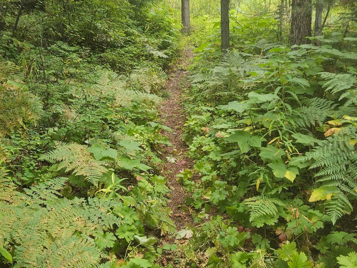 Gash Creek Singletrack trail photo