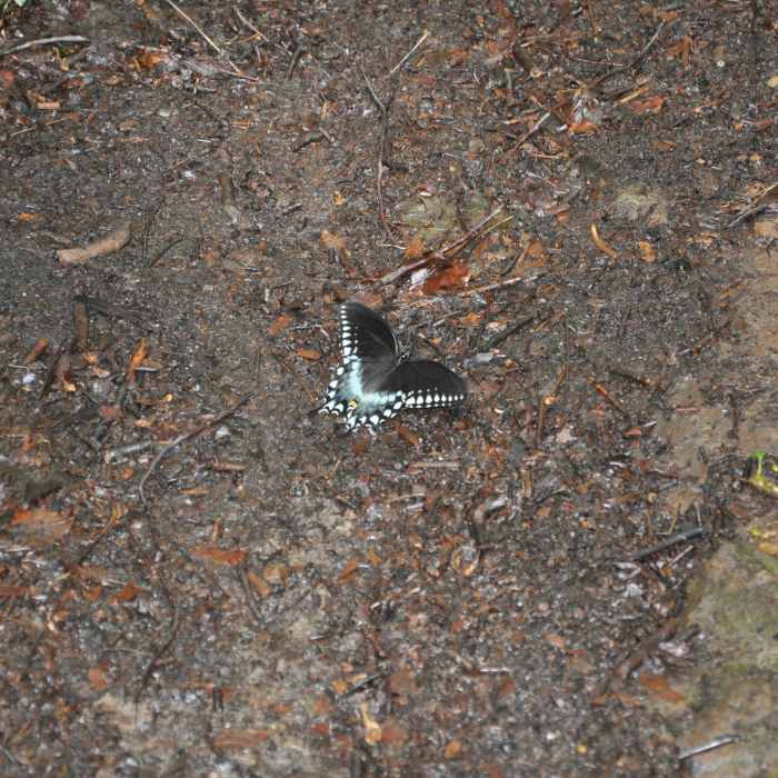 Near Tour of Roaring Run