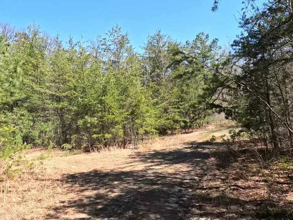 W19 trail photo