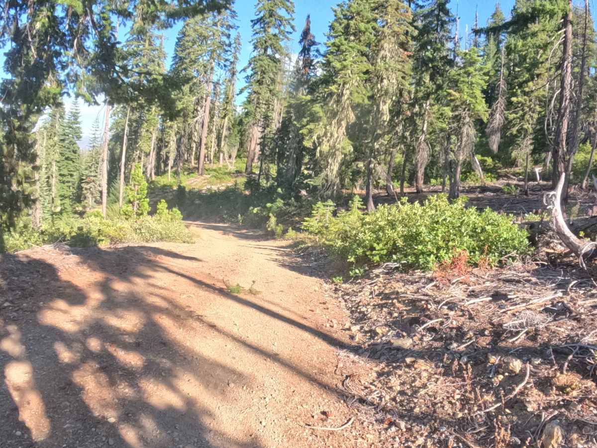 Poker - FS 18N56 trail photo