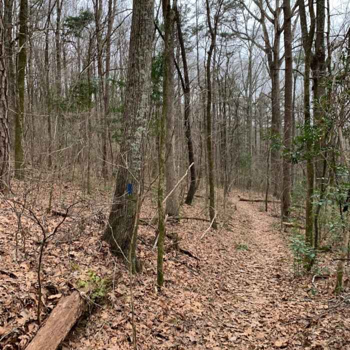 Portion of the Trillium Trail Near Marian Harnach Nature Trail
