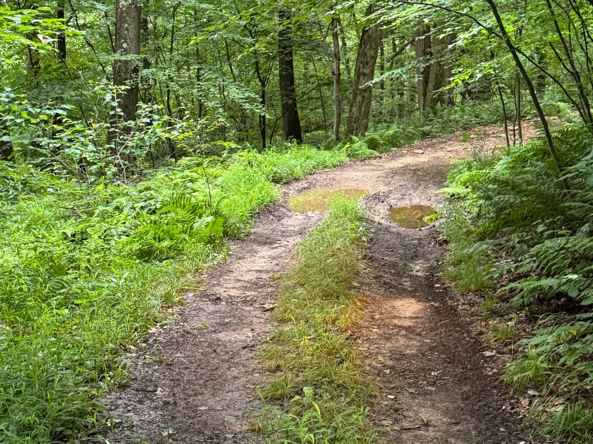 Trail 4 photo 6