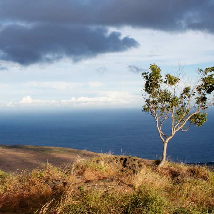 Near Hilina Pali Overlook Loop