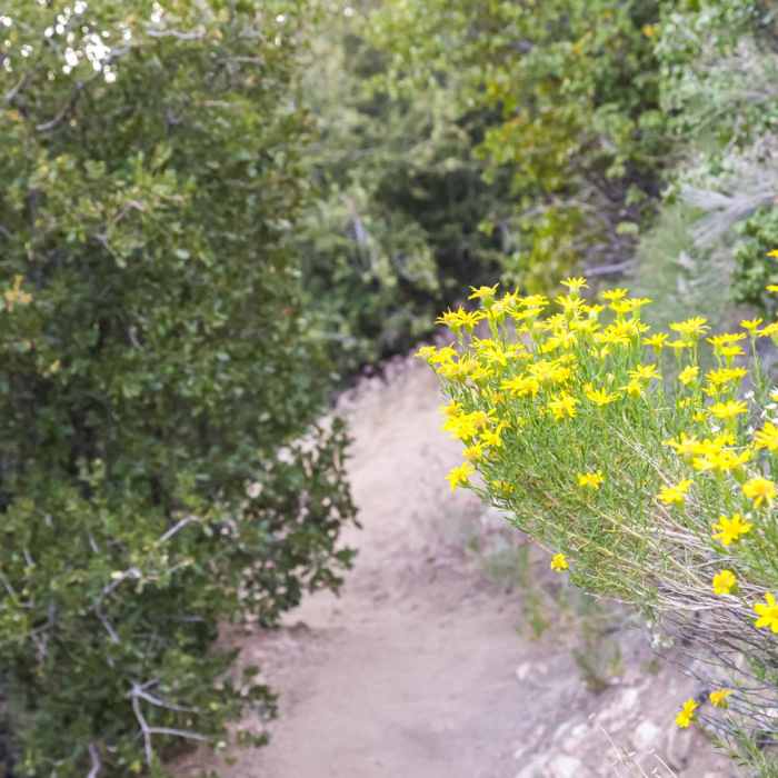 Near Deep Creek Hot Springs via Bradford Ridge Path Near Deep Creek Hot Springs via Bradford Ridge Path