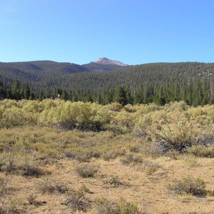 Near Trail Pass Trail