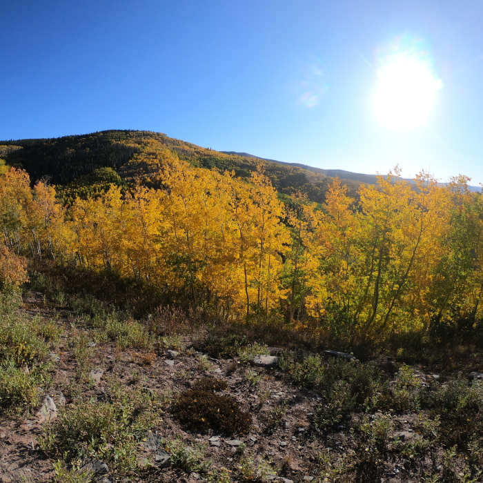 Morning light in the colors. Near Berry Creek Tour