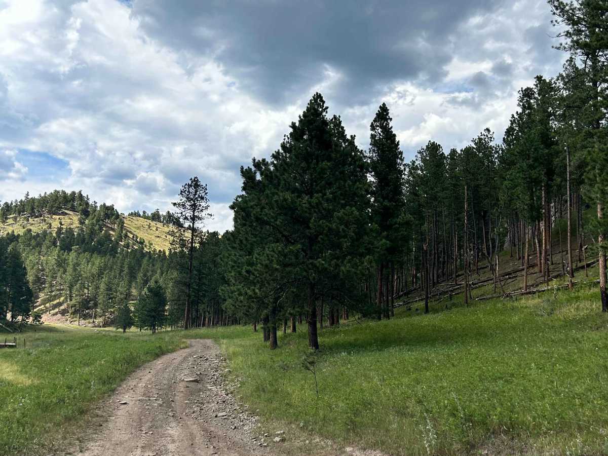Valley Trail - FS 669 trail photo