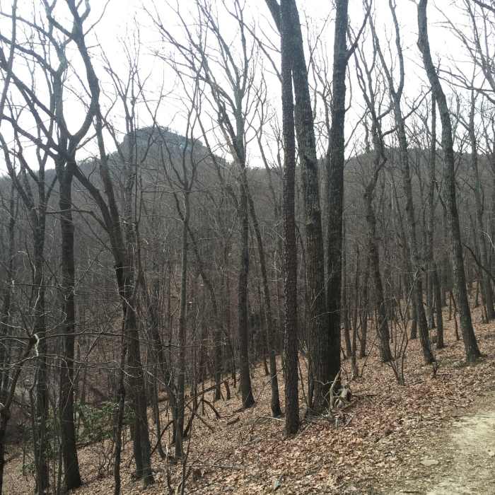 View of Big Pinnacle from the Grindstone Trail. Near Pilot Mountain Loop