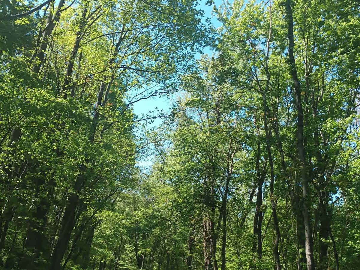 Township Highway NR1  photo 5