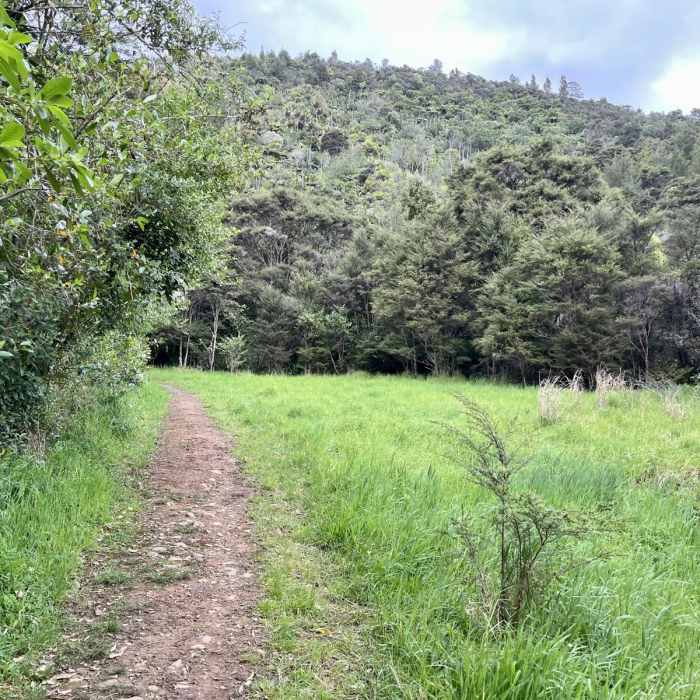 Near Waiomu Kauri Grove