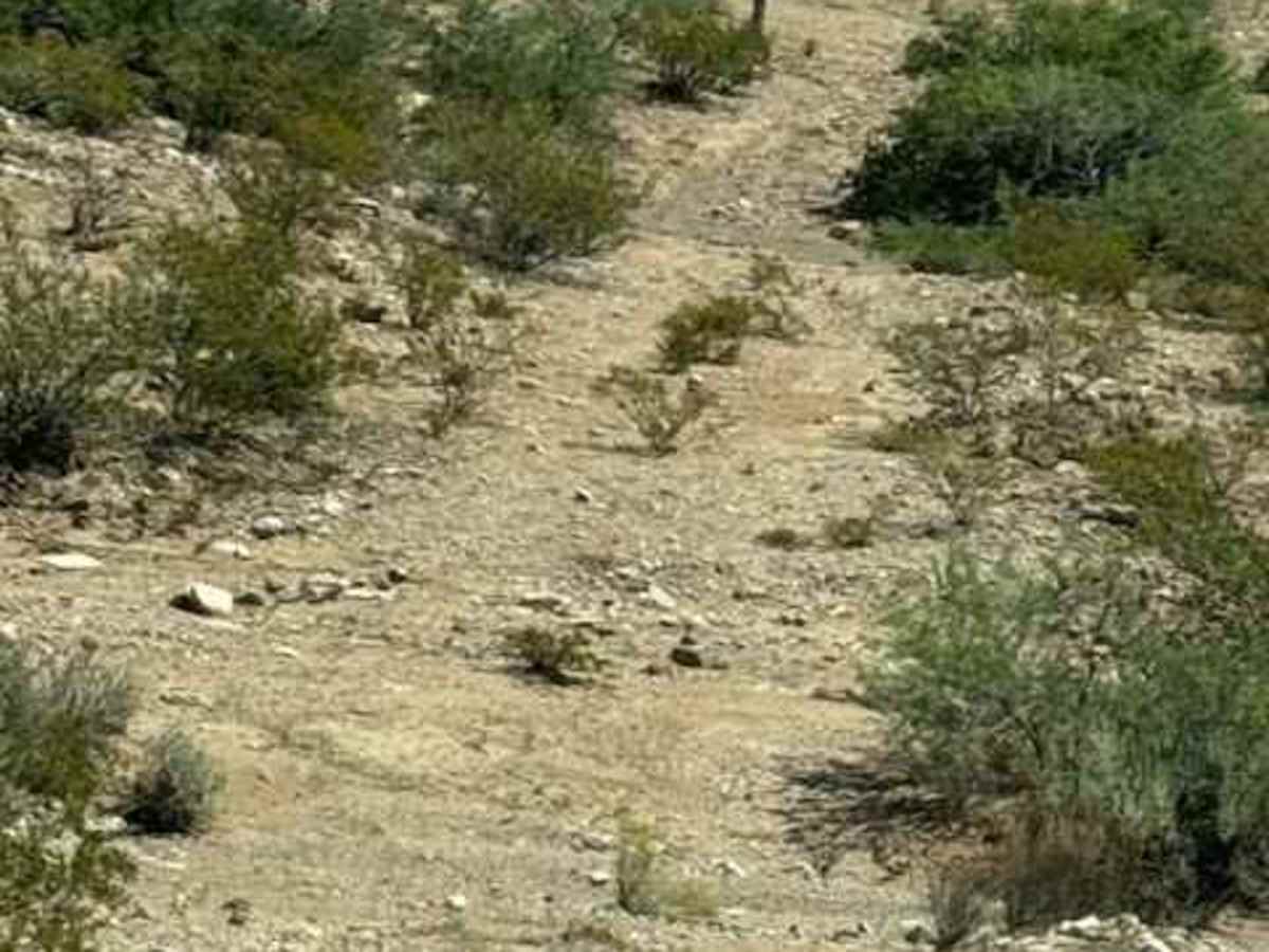 BLM SS1043 photo 3