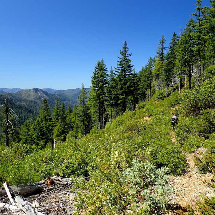 Near Silver Peak - Hobson Horn Trail #1166
