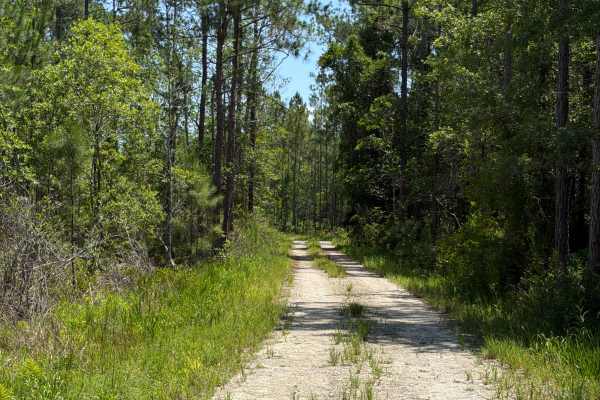 Fawn Road