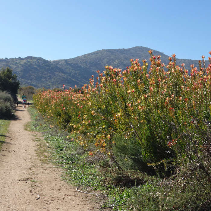 Near Coast to Crest Trail: Raptor Ridge and San Pasqual Valley