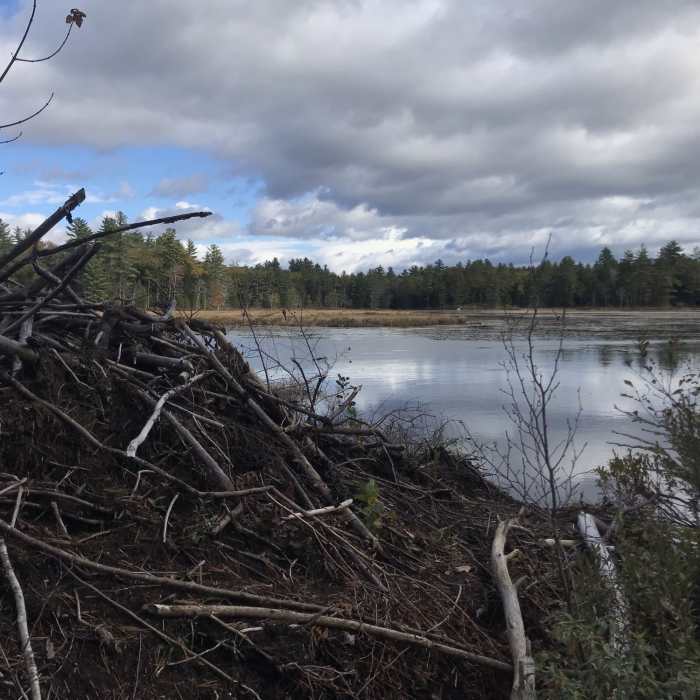 Beaver dam on the edge of Red Hill Pond. Near Red Hill Pond Trail