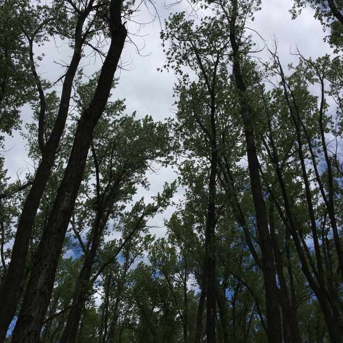 Cottonwood forest along the Lewis and Clark Trail. Near Lewis and Clark Trail