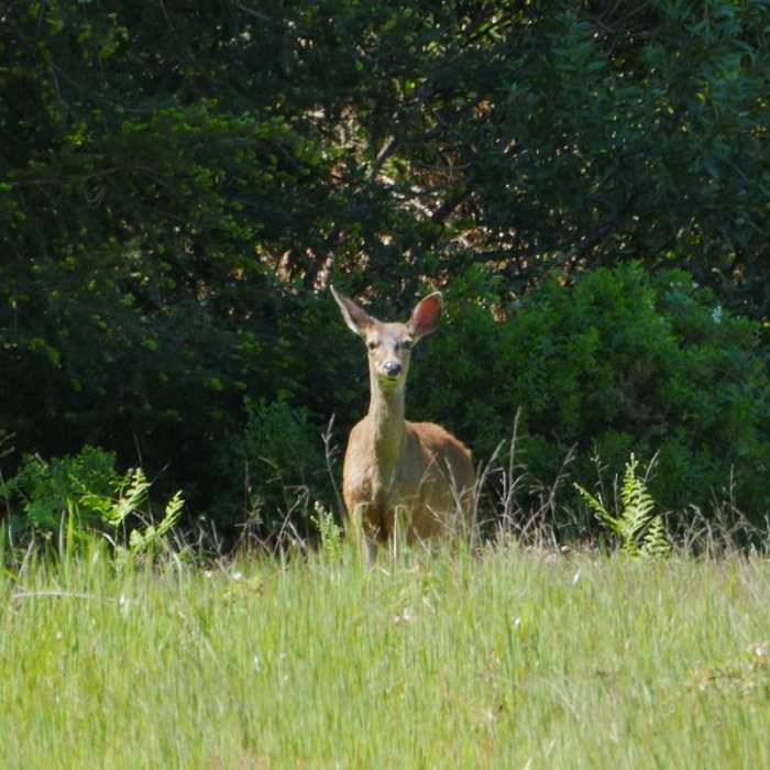 Near Sky Trail Loop, Bear Valley to Mount Wittenberg