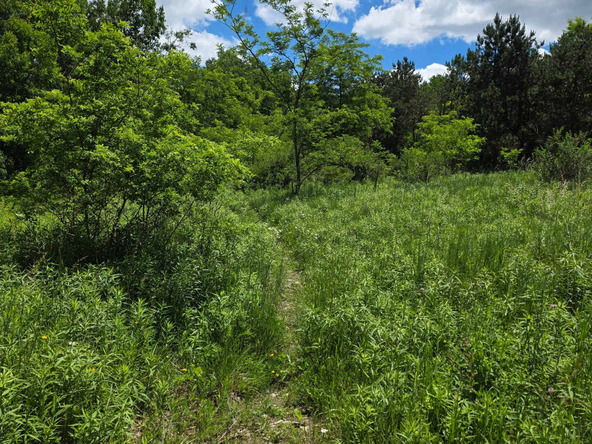 Single Track SS photo 5