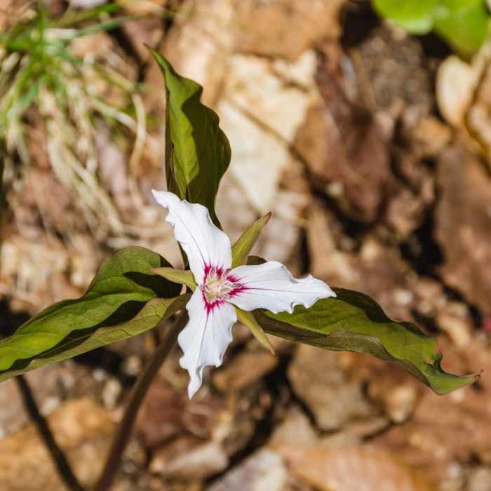 Near Lincoln Woods Trail Near Lincoln Woods Trail