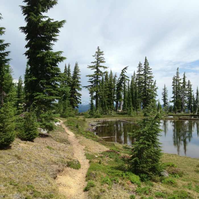 A water spot on the flank of Diamond Peak while on the PCT. Near Diamond Peak Loop