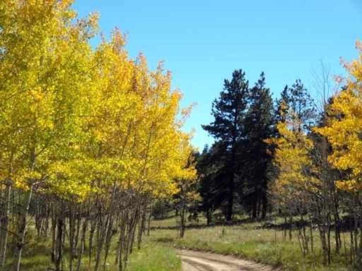 Aspen Ridge trail photo