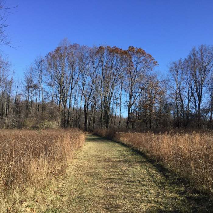 Meadow Trail Near Grand Loop Trail