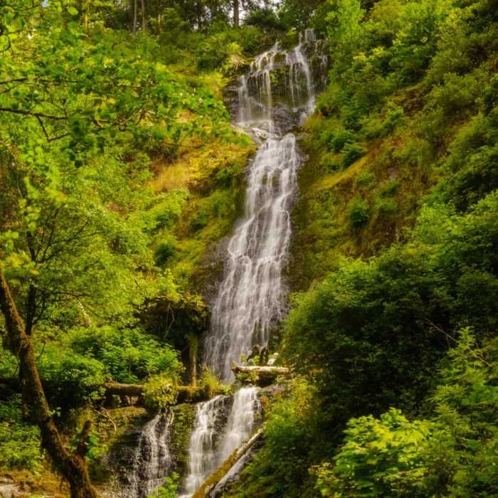 Near Munson Creek Falls