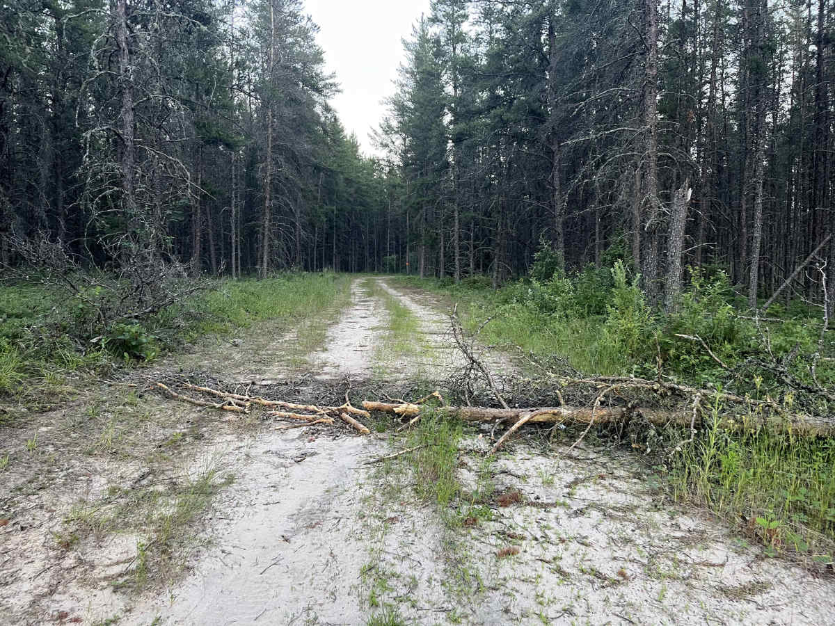 Brightstone Forest trail photo