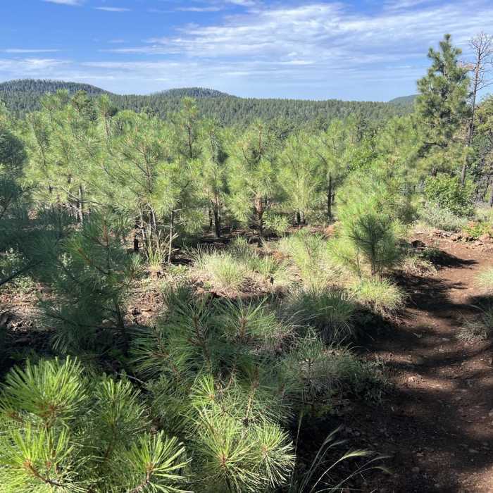 Near Lake Mountain Trail