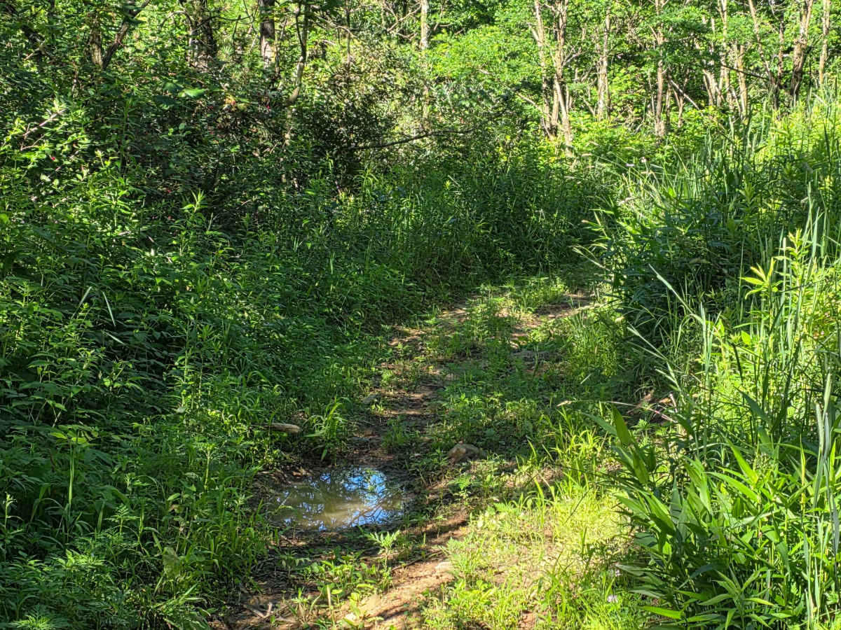 Single Track J1 trail photo