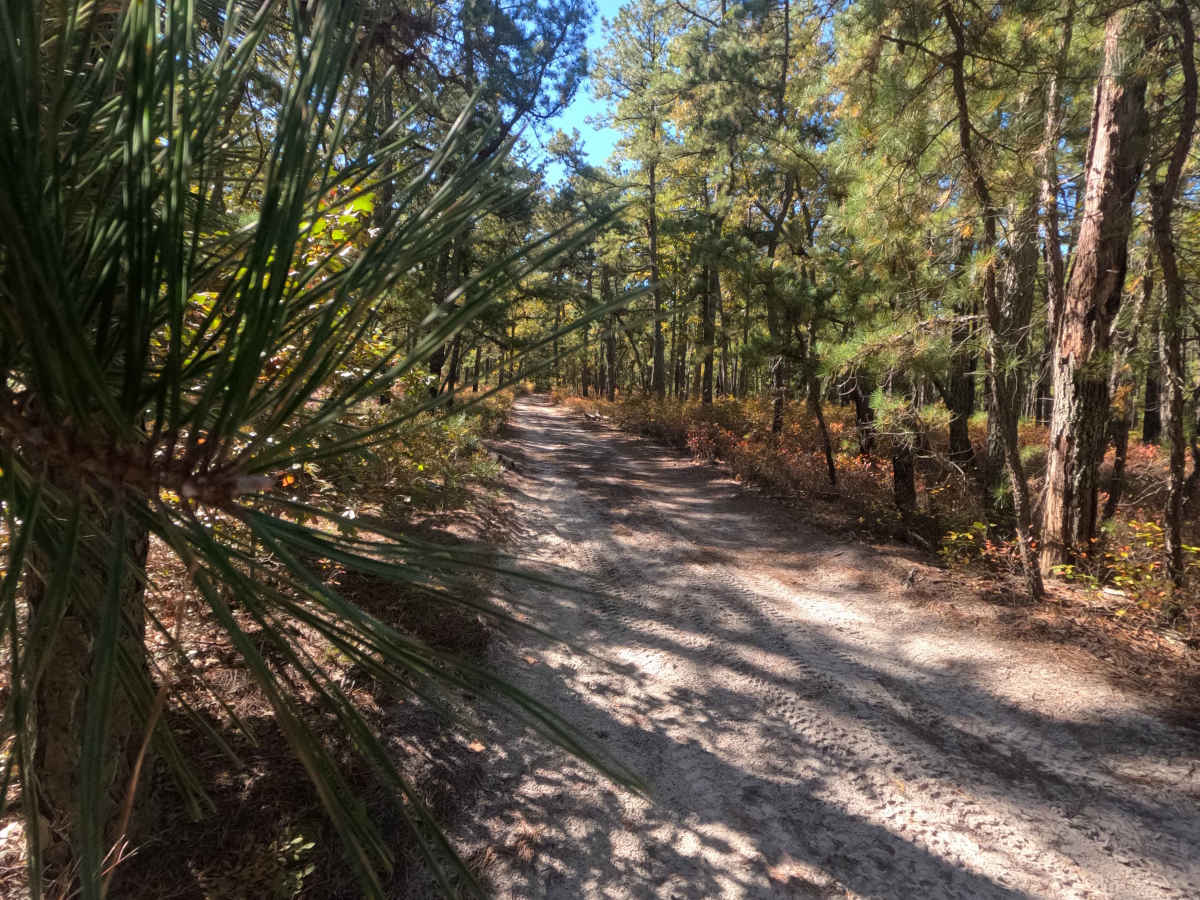 Washington Speedwell Road trail photo