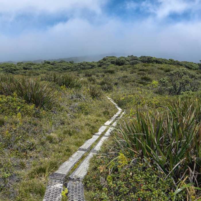 Near Kamakou Preserve + Pepe'opae Bog Trail Near Kamakou Preserve + Pepe'opae Bog Trail