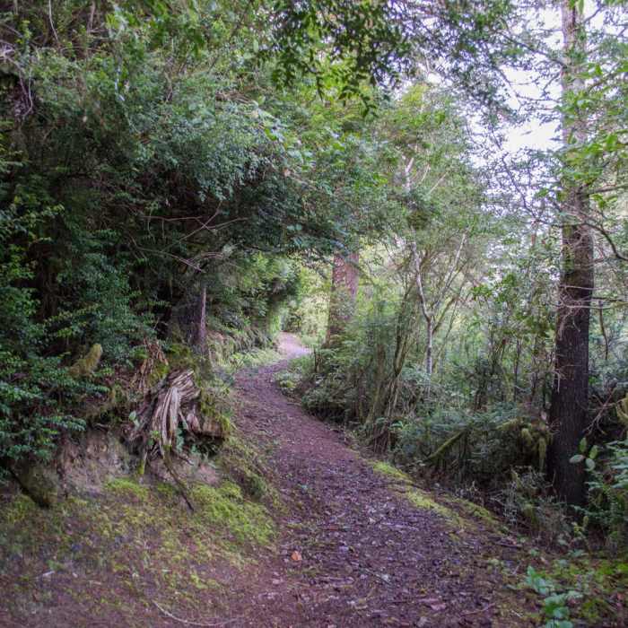 Near Chief Tsiltcoos Trail