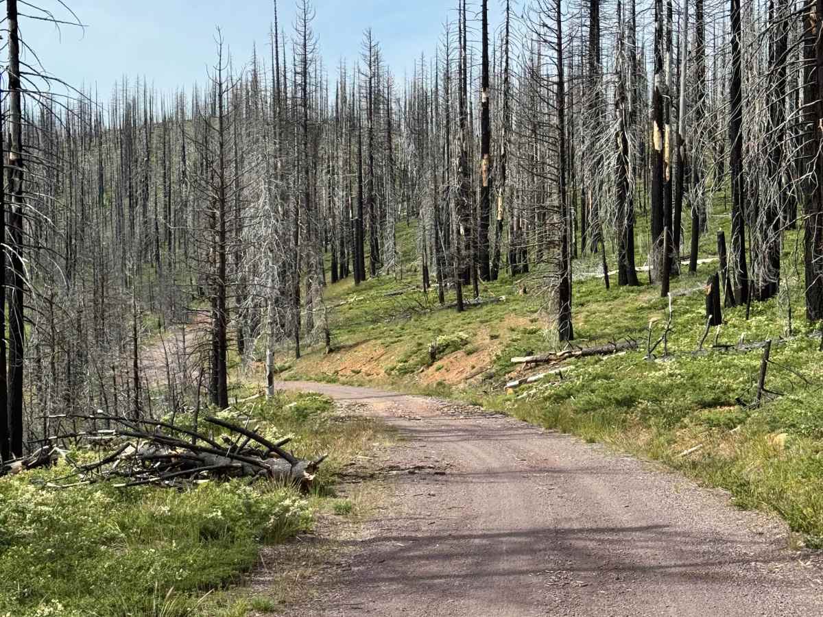 Coyote (Collins 500) - FS 28N36 trail photo