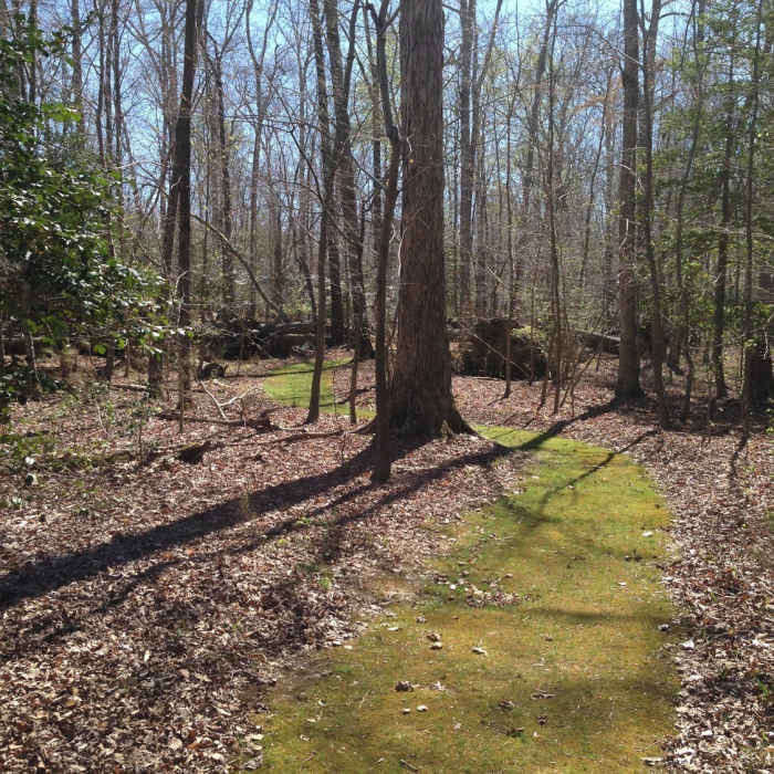 Nice section of the Shelter Trail. Near Waller Mill Park Loop