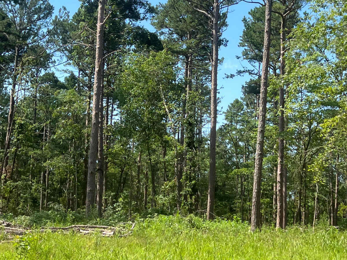 Liberty Springs Road  photo 4