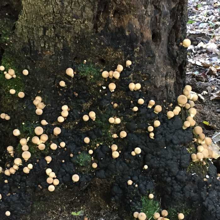 Near Chickasaw Bluff Trail