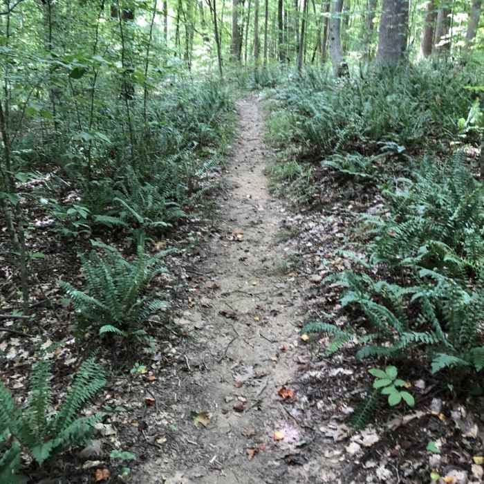 Beautiful ferns along this trail. Near Horton Grove Nature Preserve Loop