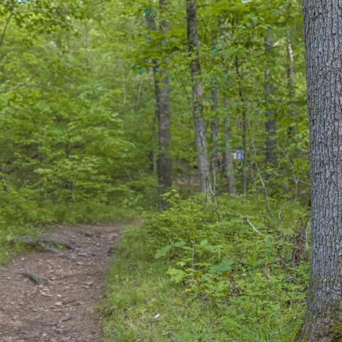 Near Devil's Den Trail Near Devil's Den Trail
