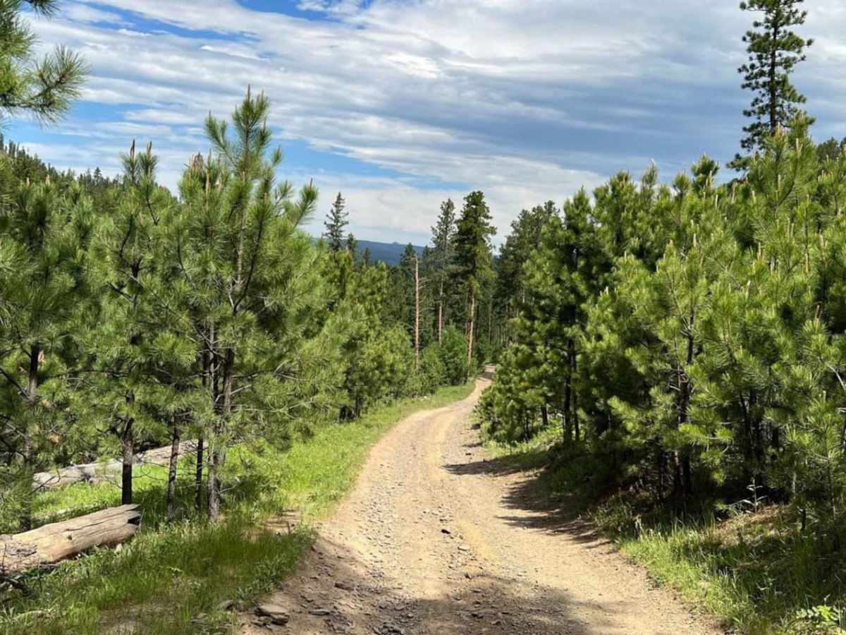 Spaw Gulch - FSR#606 photo 3
