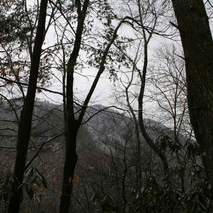 Looking up from the Porters Creek Trail to the mountains above. Near Porters Creek Trail