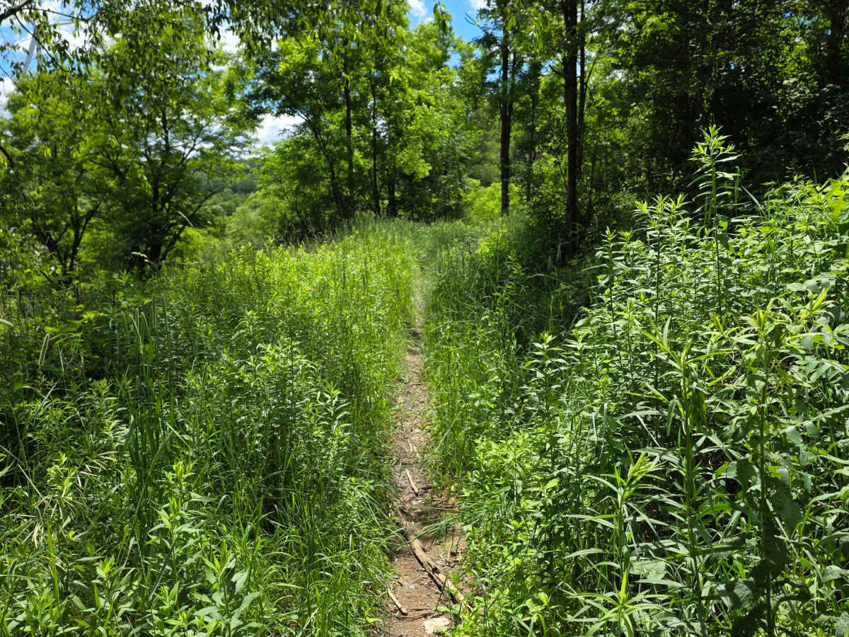 Single Track HH trail photo