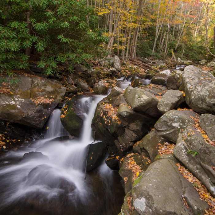 Near Middle Prong Trail Near Middle Prong Trail