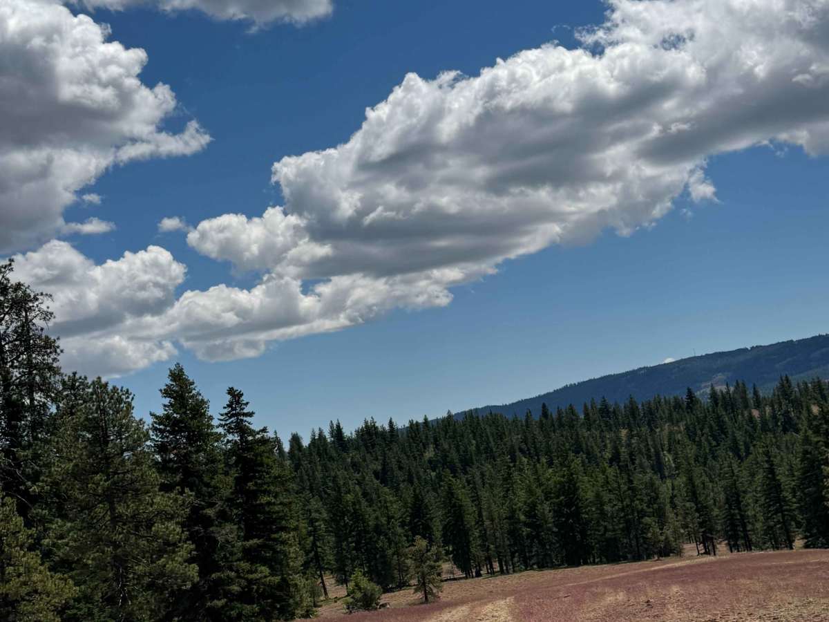 Rainier Road trail photo