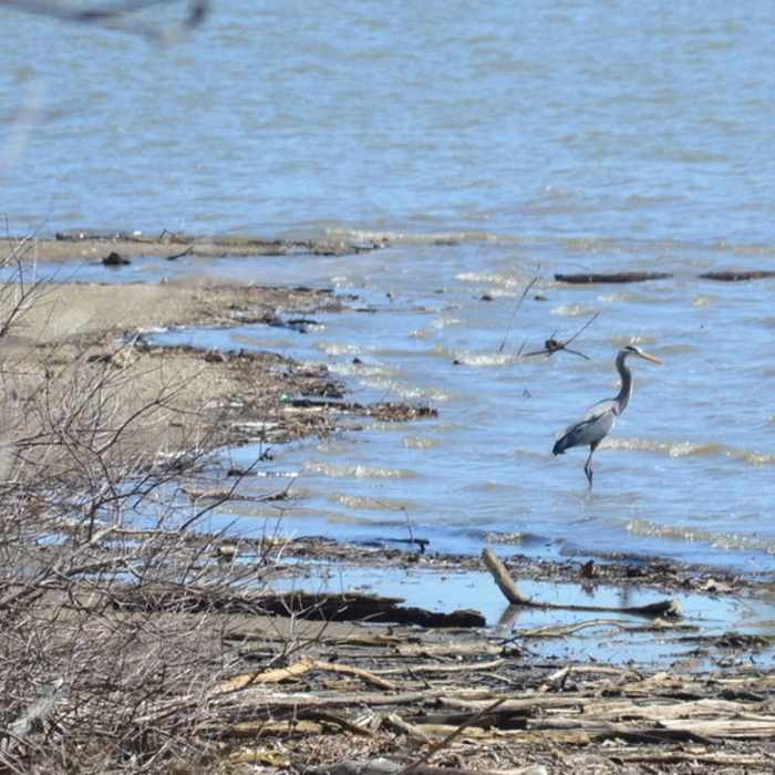 Great blue heron Near Eagle Creek Crest South Short Loop