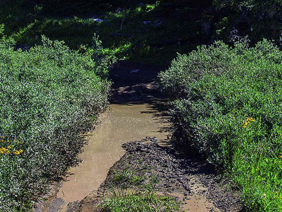 Grizzly Jeep Trail photo 2