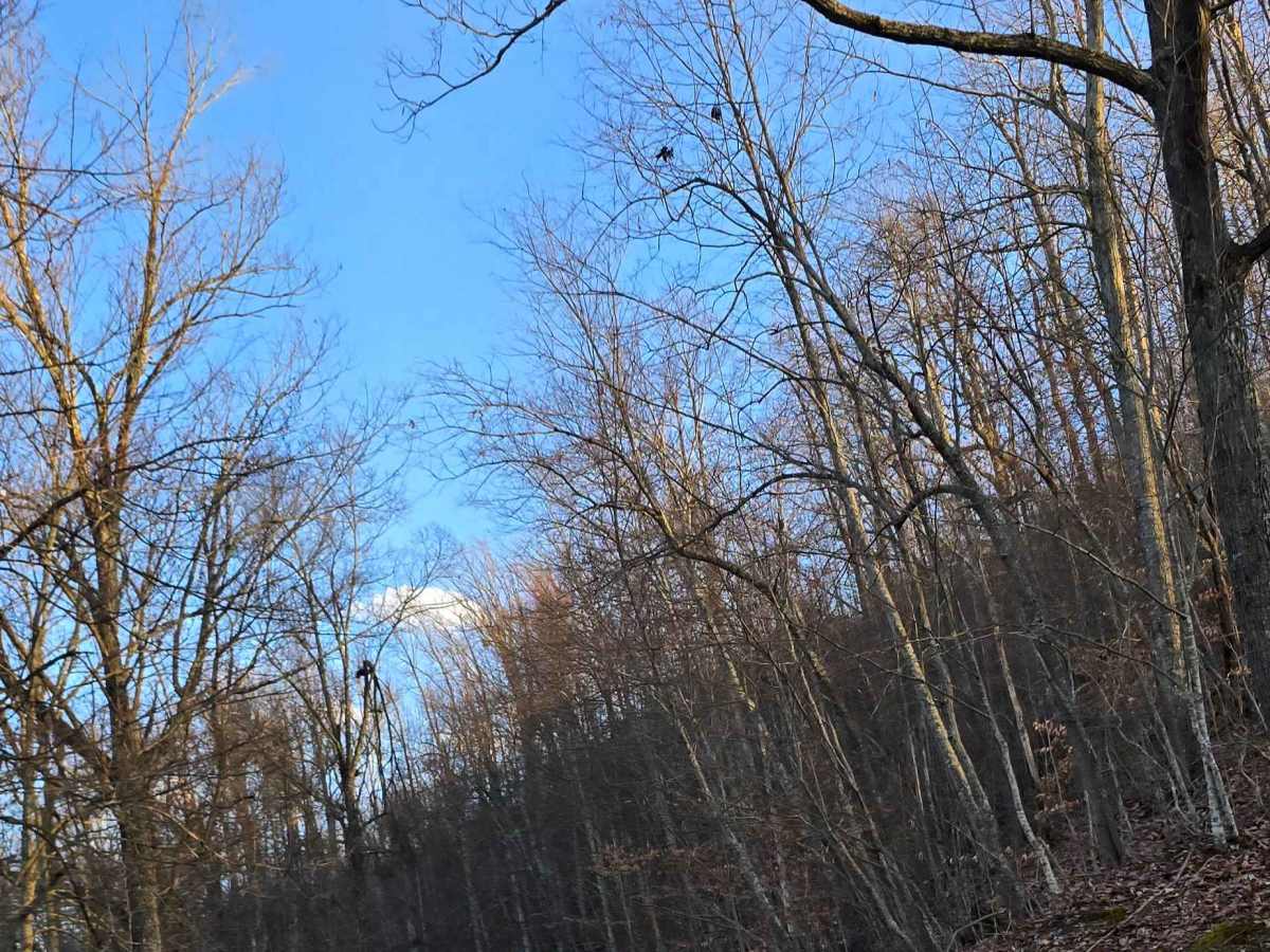Buffalo Mountain photo 6