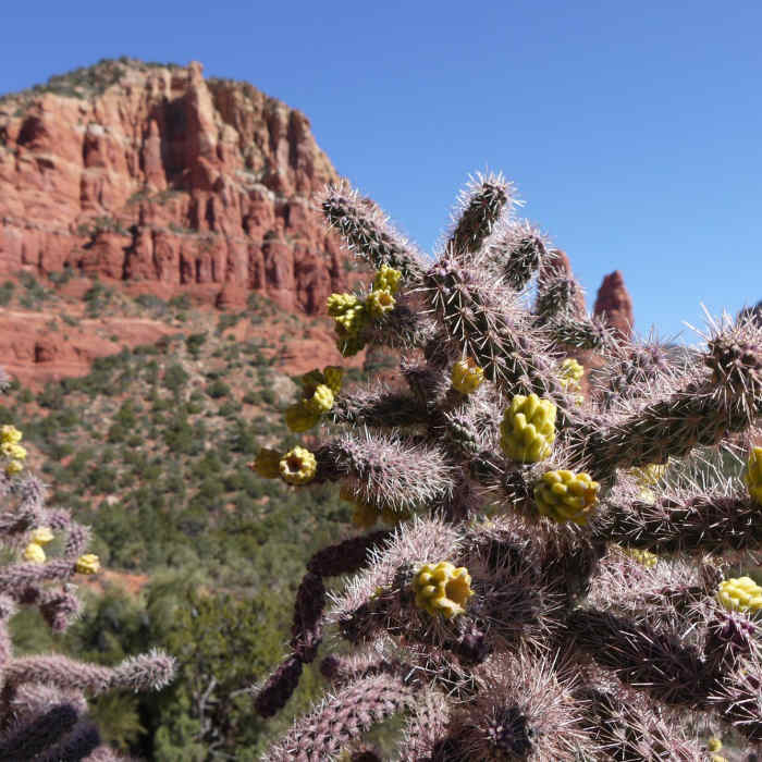 Near Chapel Trail
